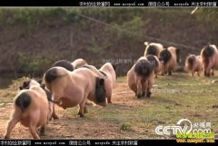 [�¸���]�������ԥ����Ա�����������ı����Ƹ�