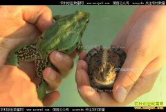 [�¸���]����������������ֳ��ɫ���ܶ�׬һ����