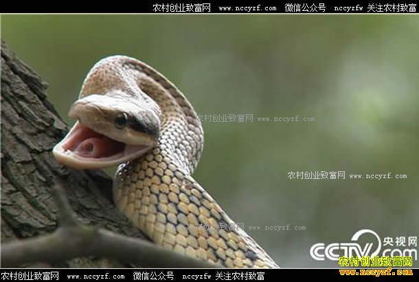 [�¸���]���ϳ�ɳ���ι���ֳ��������ǧ��Ԫ