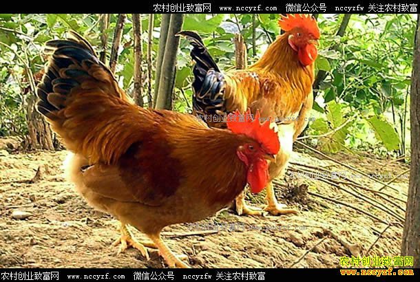 ���������ض���������ɢ���������¸���