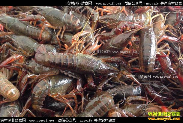 ����������Ҧ��Ȩ��ֳС��Ϻ������70��Ԫ