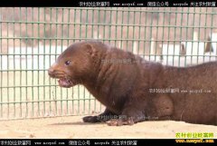 [�¸���]����������ұ���ֳˮ������5000��