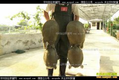 [�¸���]�������ֳ�ïչ��ֳ��������4000��Ԫ