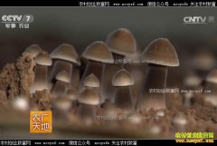 [ũ�����]��Ƥ���Ⱦ����༼����Ƶ