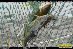 ������ֳ����㣿�������ֳ����Ҫ��