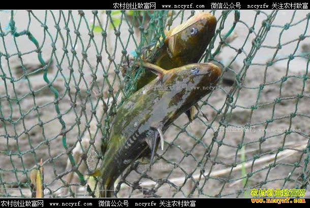 ������ֳ����㣿�������ֳ����Ҫ��