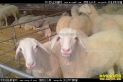 2017���°�����۸�����Ԥ��