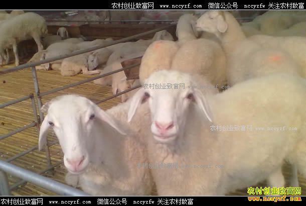 2017���°�����۸�����Ԥ��