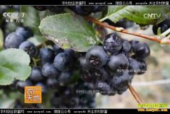 [ũ�����]����������״Ԫ��������ֲ����ݮ��Ƶ