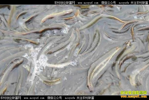 ɽ��������������������ˮ������������