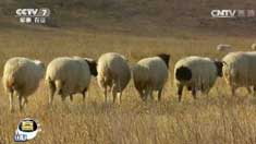 [�Ƽ�Է]��۸��µ� ����������γ�Ч��