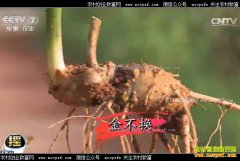 [�Ƽ�Է]���⼼����ֲ���߲�����