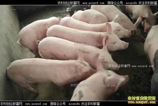 �Ĵ������۸��Ѵ��������ֳ��˳�Ƴ���Ϊ��