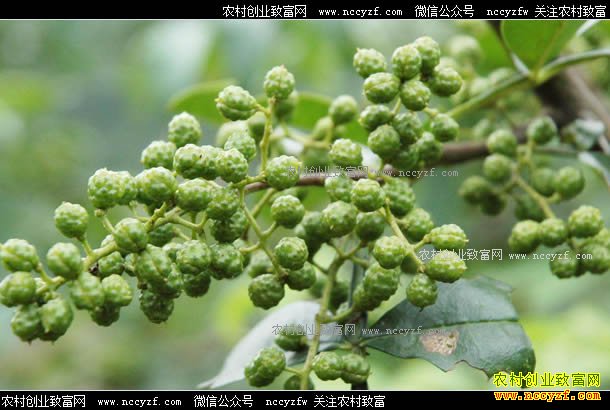 ���������໨������ÿ���ۼ�40Ԫ