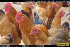 ������ԭ��������������ֳ���Ӽ������¸�·