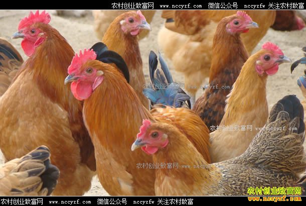 ������ԭ��������������ֳ���Ӽ������¸�·