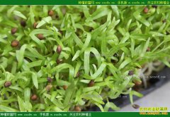 �ӱ�ƽɽ��Ӣ�������ٴ�ҵ��ֲѿ�������20����