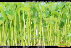 ��ֲѿ���׬Ǯ��ѿ�����ֲǰ����Ч�����