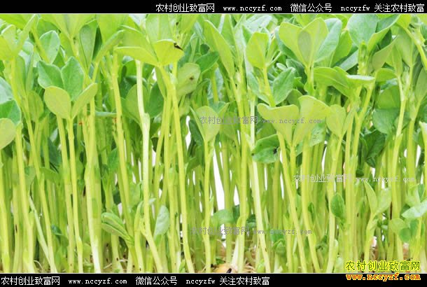 ��ֲѿ���׬Ǯ��ѿ�����ֲǰ����Ч�����