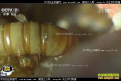 [�Ƽ�Է]ɽ�������������������ĻƷ۳���