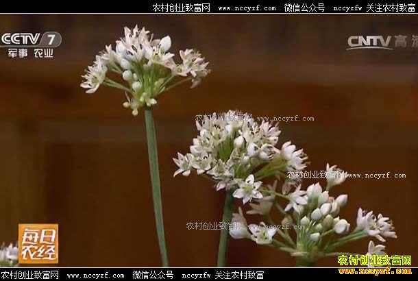 [ÿ��ũ��]�㶫����ժ����ľ²˻� ׬�����Ǯ 20170509