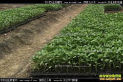 �ӱ�κ�����������������10����Ԫ