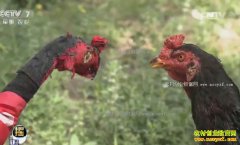 [ÿ��ũ��]ɽ����ɽ����ֳ����ܵĶ�����Ǯ׬