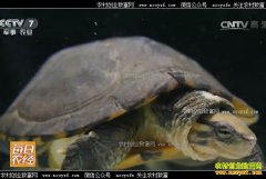 [ÿ��ũ��]�㶫��ݸ���ݶ�����ֳʯ��Ǯ���׬Ǯ