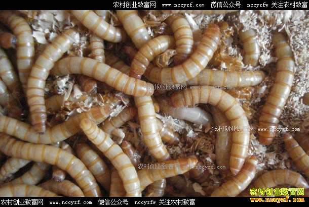 ɽ�����������ǿ��ֳ�Ʒ۳��괿����20����Ԫ