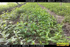 ɽ��������Ӫ���μ����ֲ�в�ҩ��Ч���