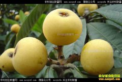 ����ʩ������������ֲ�������˼۸��Ч���