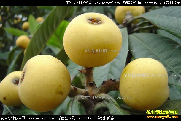 ����ʩ������������ֲ�������˼۸��Ч���