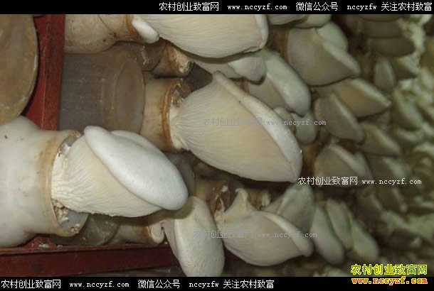 �ӱ�κ����������ֲʳ�þ�ߵ���¸���