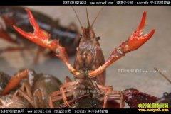 [�¸���]�������������ƺ���������ֳ����С��Ϻ����ǧ��