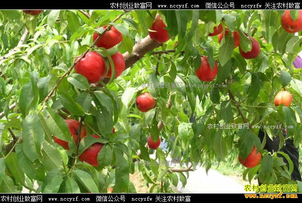 ����Ӫ������Ӣ��ֲ��������Ч���ÿ������5��Ԫ