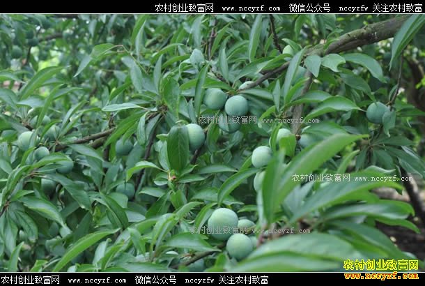 ������ɫ�׻���ֲ��������������30����Ԫ