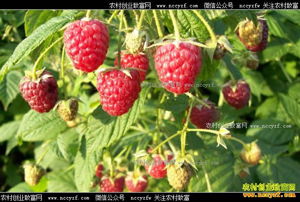 �����Ӷ���Ǯһ�2017�긲���Ӽ۸�����