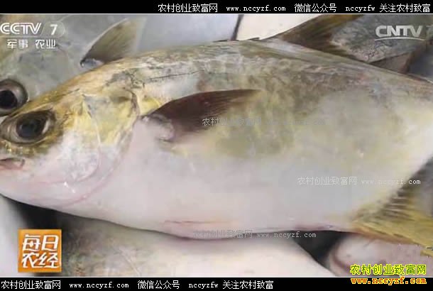 [ÿ��ũ��]���ϣ�������Ľ�����Ϊ���ܳ�