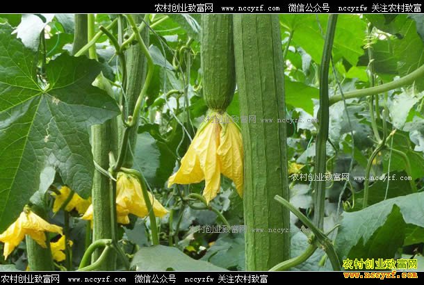 �����ϴ���ѧ������ǿ��ֲ��Ʒ�߲�Ķ����2��Ԫ