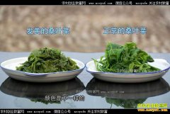 [�¸���]�㶫Ӣ����������ɣ�����ϼӹ�ɣҶ������800��