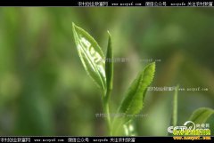 [�¸���]���������������ֲ�Ҷ�Ŀ��ֲƸ�