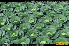 ���շ���ʮ������������