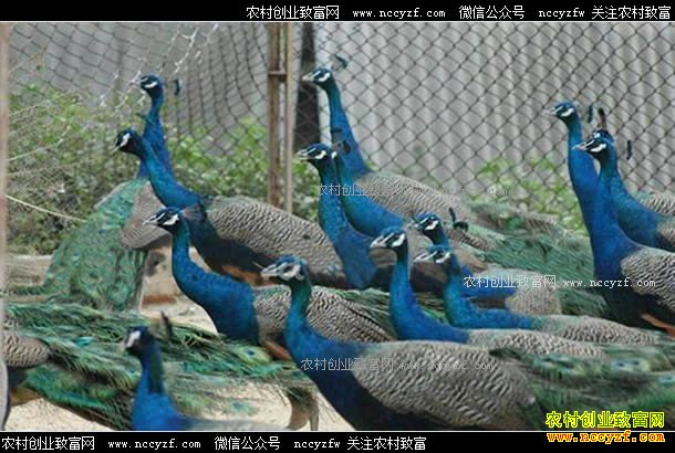 ���ջ�ɽл���µĿ�ȸ��ֳ�¸���