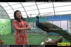 [�¸���]���ɹ����������ܺ�����ֳ��ȸ����300��