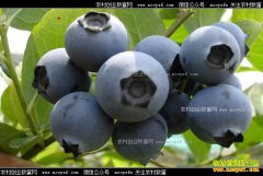 ���������Ͽڴ壺��̬��ֲ��ݮ��ũ����ƶ�¸�����Ŀ