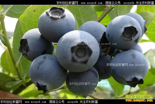 ���������Ͽڴ壺��̬��ֲ��ݮ��ũ����ƶ�¸�����Ŀ