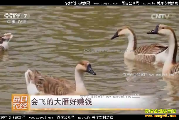 [ÿ��ũ��]��ɵĴ����׬Ǯ