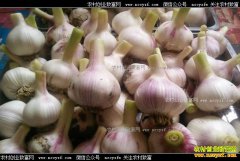 [�۽���ũ]���⡱������������ 2017�����۸�Ԥ��