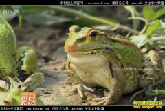 [ÿ��ũ��]������ͨ����ƽ��ֳ�ڰ��ܺ�׬Ǯ