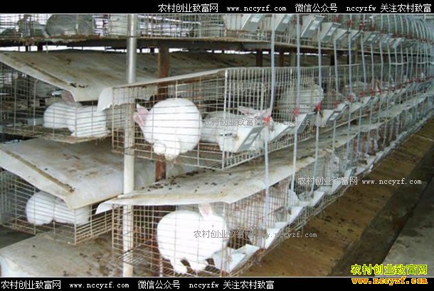 ���ճ��ݡ�̡��������ѧ�������¸���������